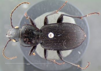 Media type: image;   Entomology 5633 Aspect: habitus dorsal view